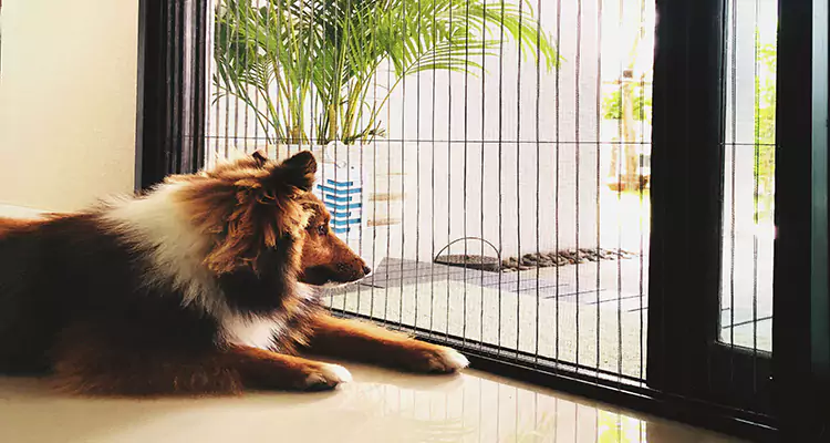 Sliding Screen Pet Door Repair in Pace, FL