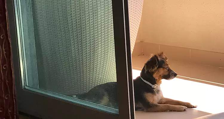 French Door Pet Screen Repair in Pace, FL